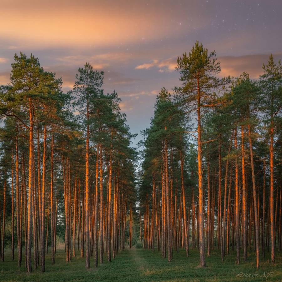 Янтарні сосни